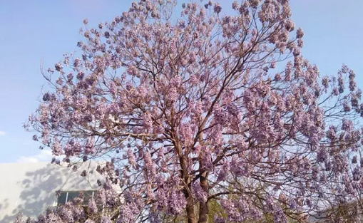 常见观花大乔木有哪些(最漂亮的观花大乔木)图3