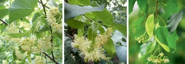 常见观花大乔木有哪些(最漂亮的观花大乔木)图4