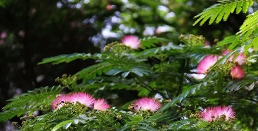 常见观花大乔木有哪些(最漂亮的观花大乔木)图5