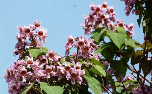 常见观花大乔木有哪些(最漂亮的观花大乔木)图9