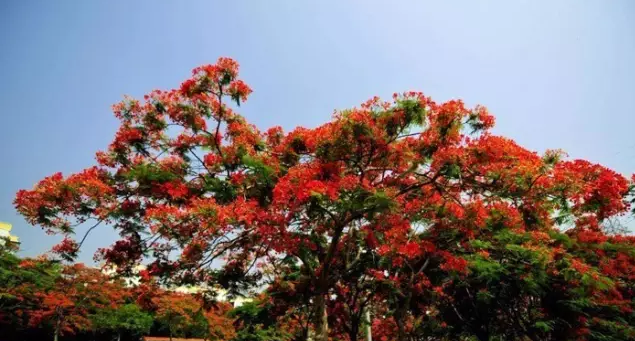 常见观花大乔木有哪些(最漂亮的观花大乔木)图11