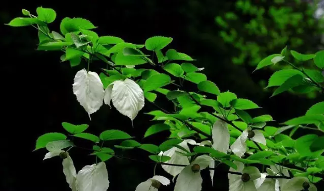 常见观花大乔木有哪些(最漂亮的观花大乔木)图14