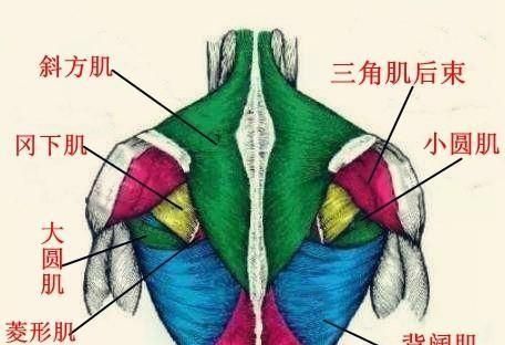 健身房如何练肩背图1