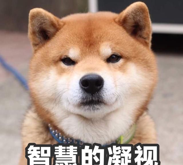 学生适合养柴犬吗图6