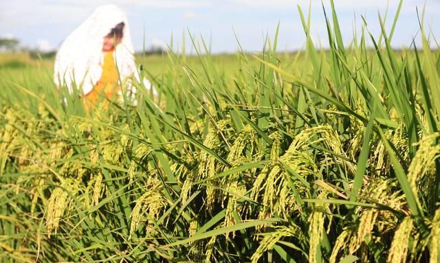 农村土地不是被荒弃，就是退耕还林种了树，为什么粮食却不缺图2