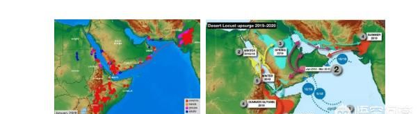 蝗虫到达印度和巴基斯坦了吗(巴基斯坦蝗虫会跑到我国吗)图1