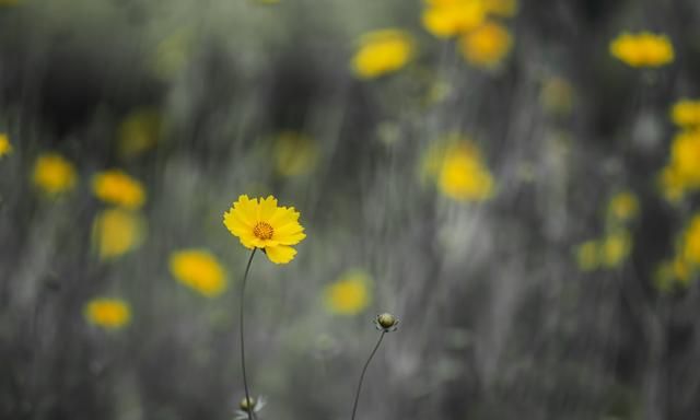 拍摄花卉时用最大光圈拍摄还是使用小光圈拍摄好图16