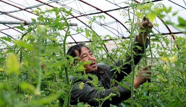 种植大棚蔬菜会亏本吗前景怎么样图2