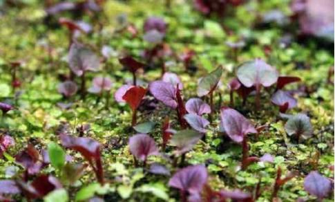 在农村种这三类野菜不愁销路(农村种植什么野菜最好呢)图1