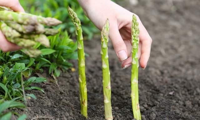 6月可以种植什么蔬菜熟的快(6月蔬菜种植)图12