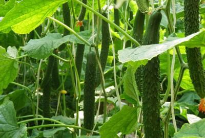 6月可以种植什么蔬菜熟的快(6月蔬菜种植)图16