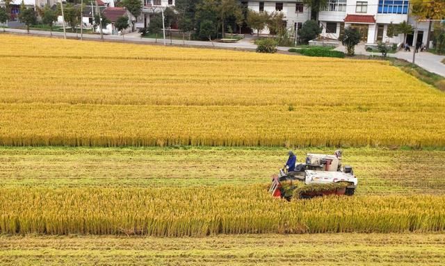 在家种田农民一年可以收入多少图2