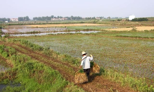 在家种田农民一年可以收入多少图3