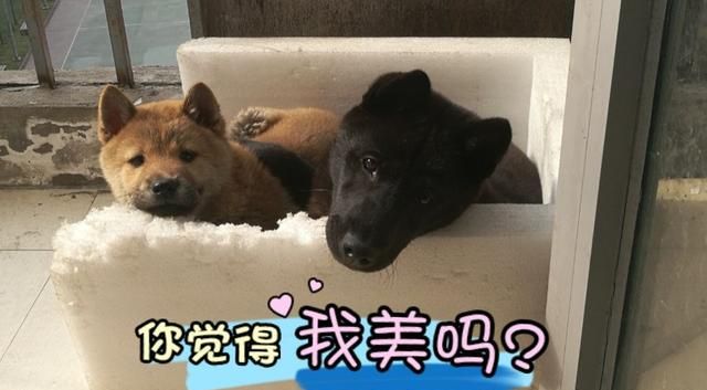 中华田园犬多少钱一只幼犬图3