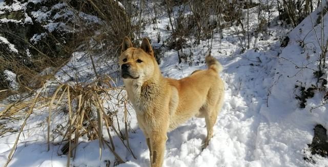 中华田园犬多少钱一只幼犬图4