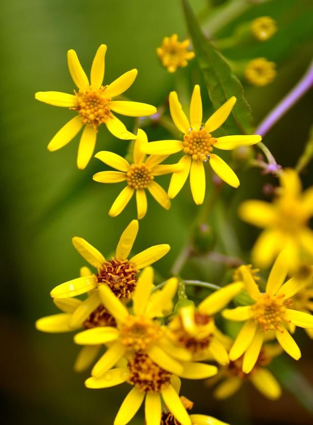 农村身边常见中草药(百草先生记录路边常见草药)图2