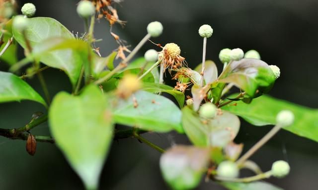 农村身边常见中草药(百草先生记录路边常见草药)图10