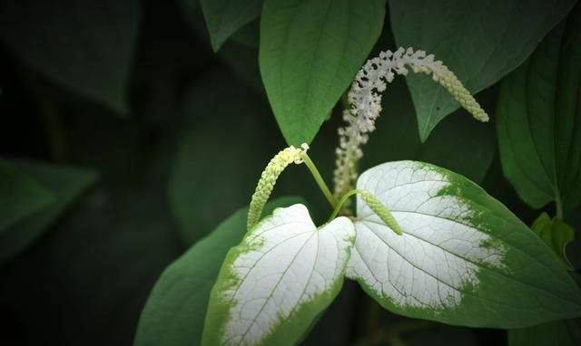 农村身边常见中草药(百草先生记录路边常见草药)图24