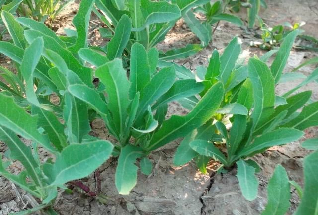 有哪些野菜是可以上桌吃的(野菜宴席菜的做法)图8