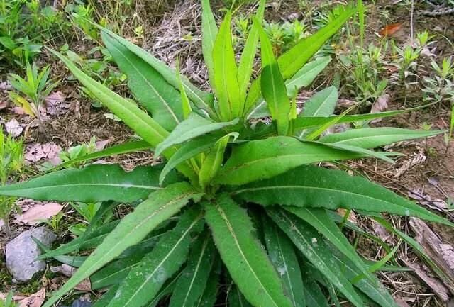 有哪些野菜是可以上桌吃的(野菜宴席菜的做法)图9