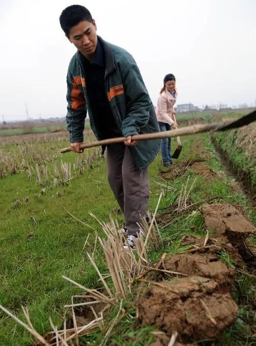 8090后适合种地吗(8090后还有喜欢种地的吗)图3