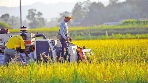 没年轻人农村还能振兴吗图4