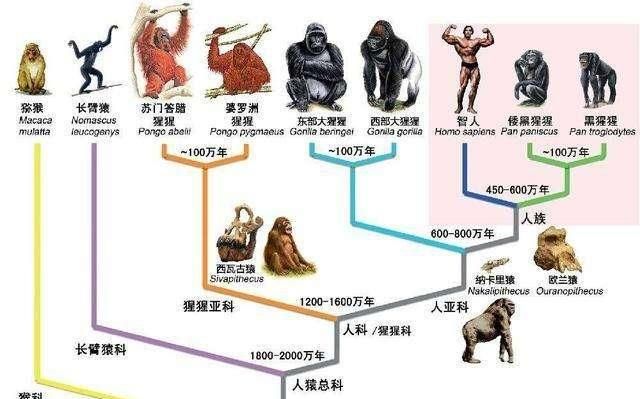 人类是古猿和外星人的后裔图5