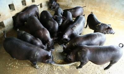 今日牛肉价猪价走势查询图1