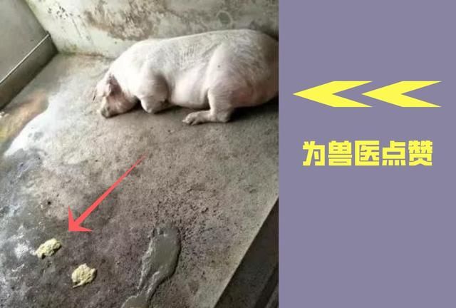 母猪突然呕吐不吃食怎么治疗图7