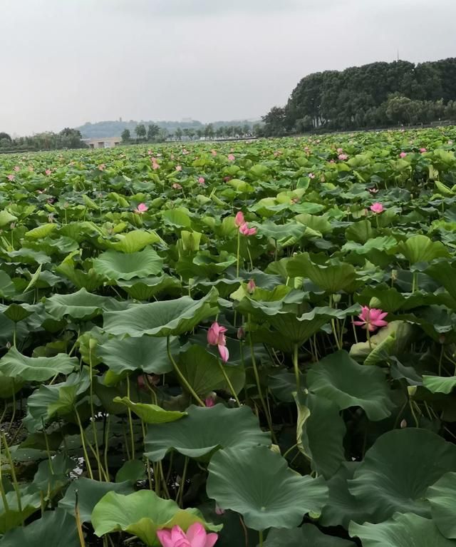 内地的四大小生是谁,当今内地的四大小生是谁图2