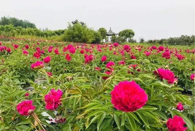 芍药牡丹花图片大全大图(100种芍药花图片大全)图1