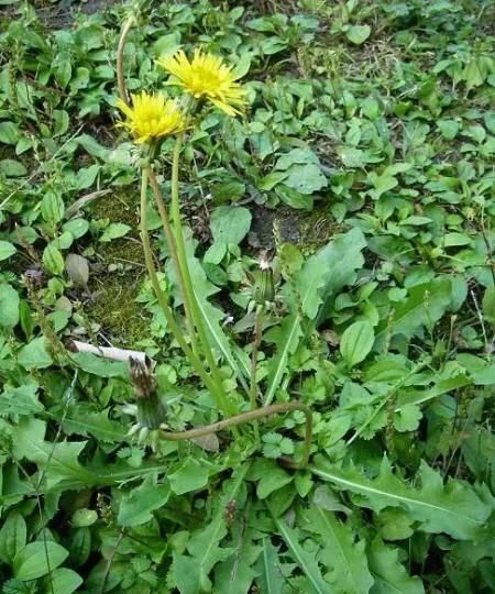 在农村,夏天有哪些可以吃的野菜呢图10