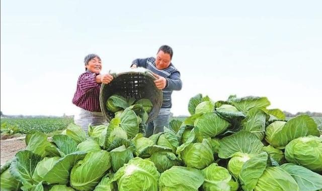 有哪些好的三农平台,有什么好的三农平台图1