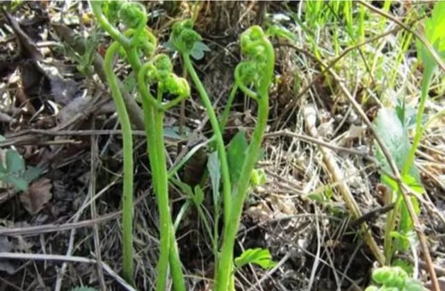 你所在的农村里,都有哪些野菜?你最喜欢吃哪种食物图3