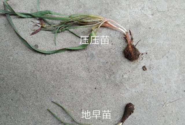 你所在的农村里,都有哪些野菜?你最喜欢吃哪种食物图5