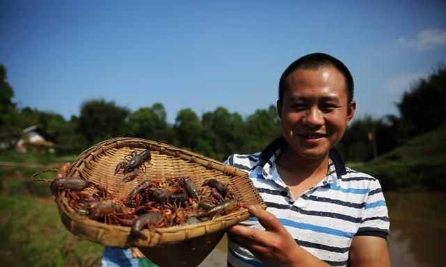 龙虾塘捕不到龙虾图3