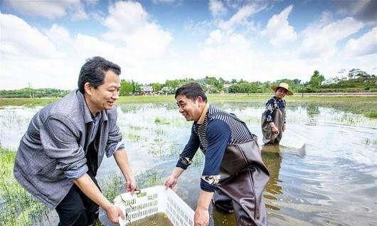 龙虾塘捕不到龙虾图4