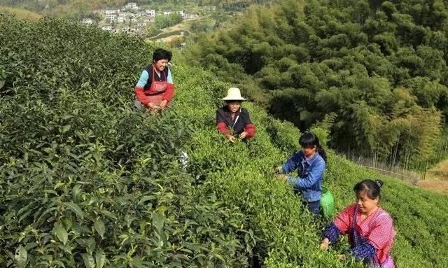 疫情下的春茶将面临怎样的考验(疫情下的春茶将面临的考验)图2