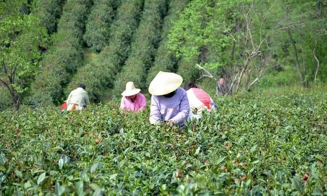 疫情下的春茶将面临怎样的考验(疫情下的春茶将面临的考验)图5