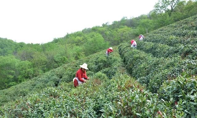 疫情下的春茶将面临怎样的考验(疫情下的春茶将面临的考验)图6