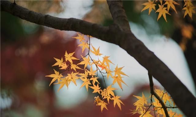 你最喜欢的季节是哪个图2