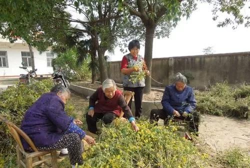 农村老人为什么不愿意来城里居住图2