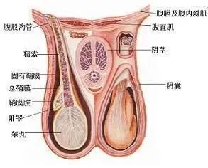 照现在的医学水平发展下去，癌症这个医学难题将来能攻克吗，大概需要多长时间图3