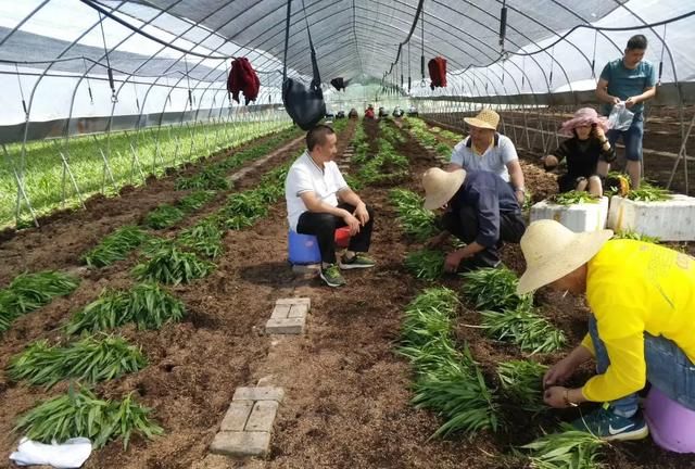 种植药材真的很赚钱吗(广西种植什么药材赚钱)图1