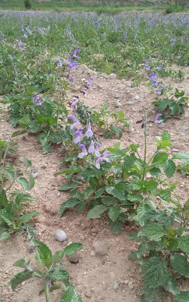 种植药材真的很赚钱吗(广西种植什么药材赚钱)图6