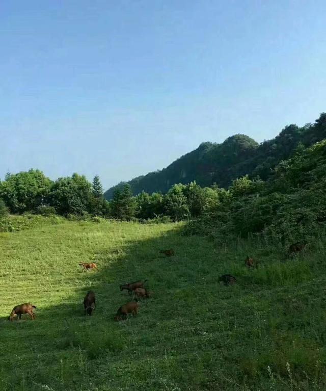 在城市里生活好还是在乡村生活好图3