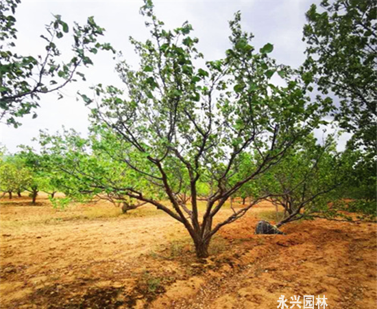 10月份移栽杏树能活吗