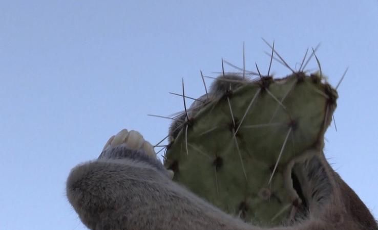 骆驼吃仙人掌不扎嘴吗