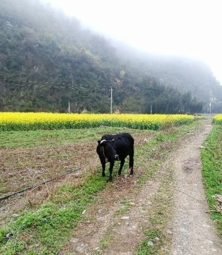 农村青壮劳动外流，有些人不愿从事农业种植是为什么图2