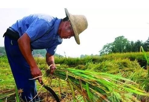 农村青壮劳动外流，有些人不愿从事农业种植是为什么图9